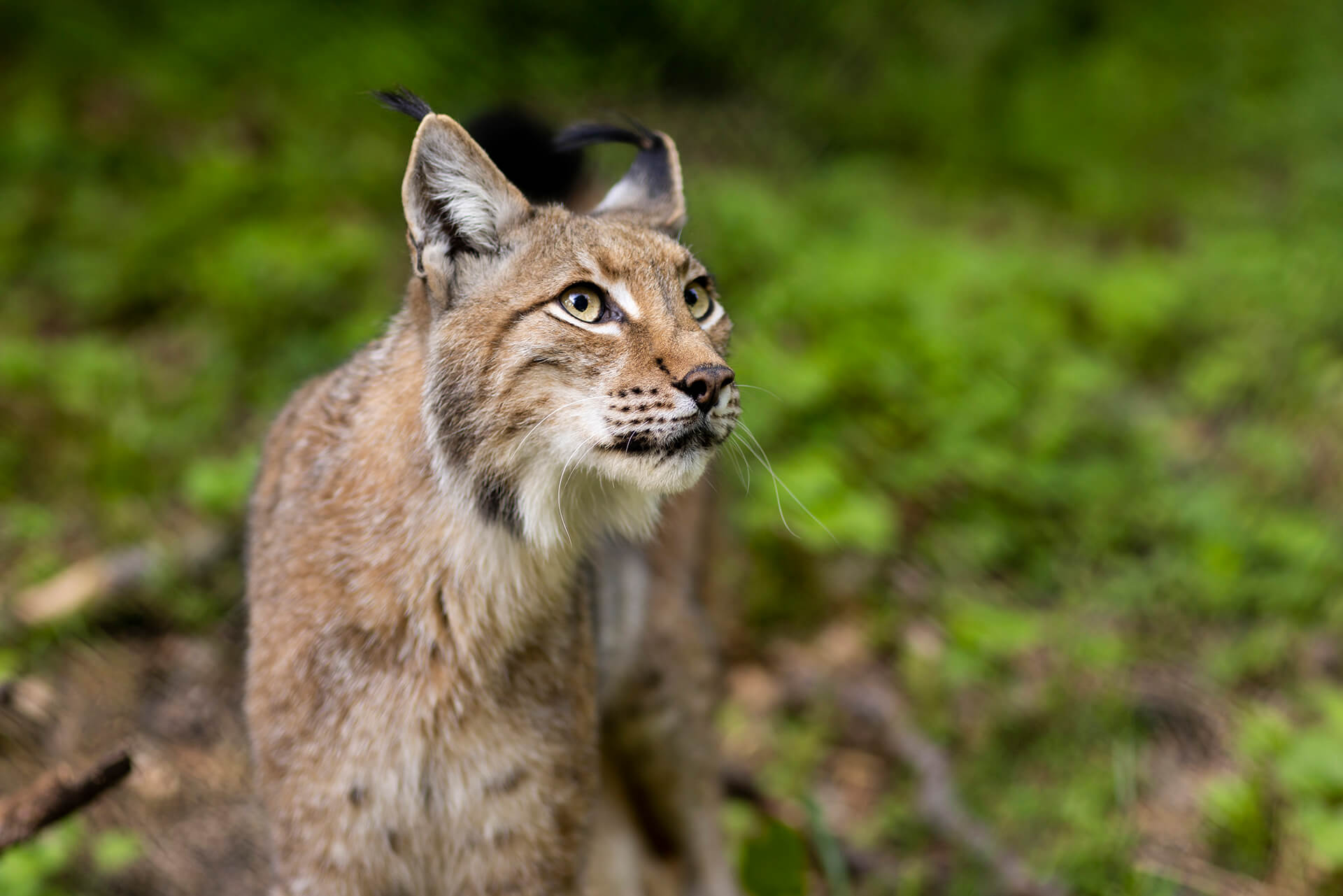 Luchs im Wildpark Knüll, schaut interessiert und wachsam.